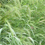 1 Oz Native Grass Seed Mix,Southeast,warm  and  cool-season grasses,1/2 lbs/1,000 sqft