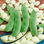 Seed Needs Henderson Lima Bush Bean -Phaseolus vulgaris- 150 Seeds Non-GMO