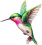 Beautiful Vibrant Colored Hummingbird Art #4 Vinyl Decal Sticker -2" Wide-
