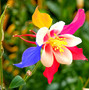 Rare 100 Pcs Multicolor Columbine Mckana Seeds Giants Perennial Plant