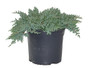 Juniperus procumbens 'Nana' (Dwarf Japanese Garden Juniper) Evergreen, #3 - Size Container
