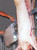 94370-133W CarcassKutter™ Premium Blade