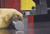 95423-12-08 Advanz™ CG Blade