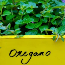 Oregano Oil for Old Wives