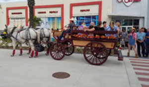 Country Horse Drawn Hay Ride