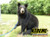 Black Bear