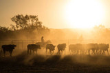 The effect of droughts on the beef market