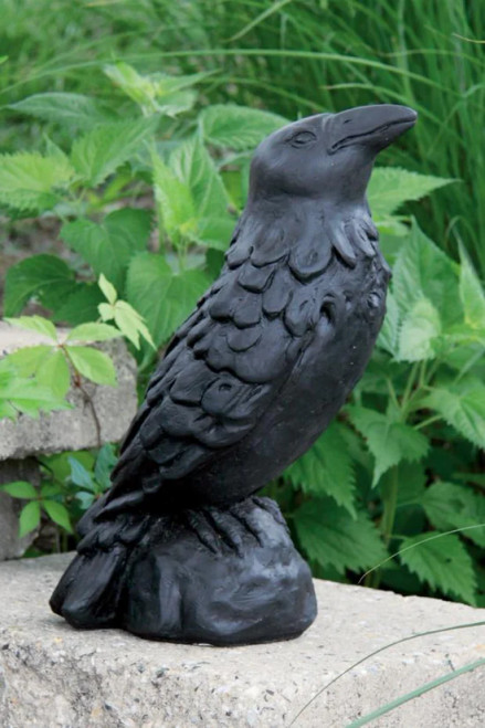 Medium Crow - 2179