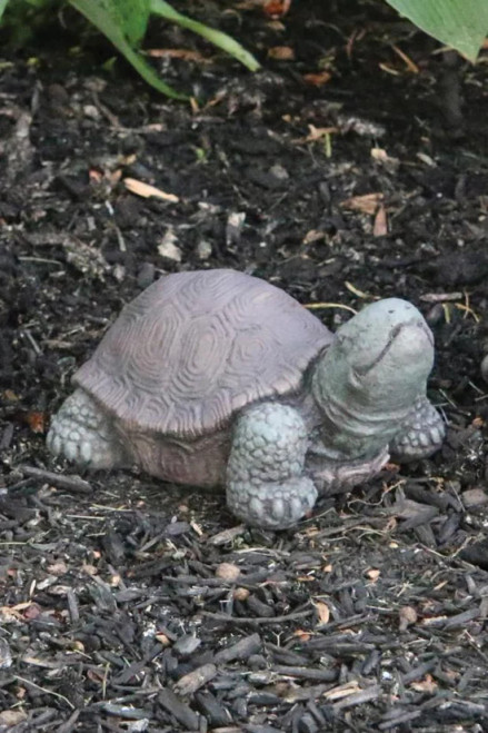 5" Extra Small Tortoise - 2372
