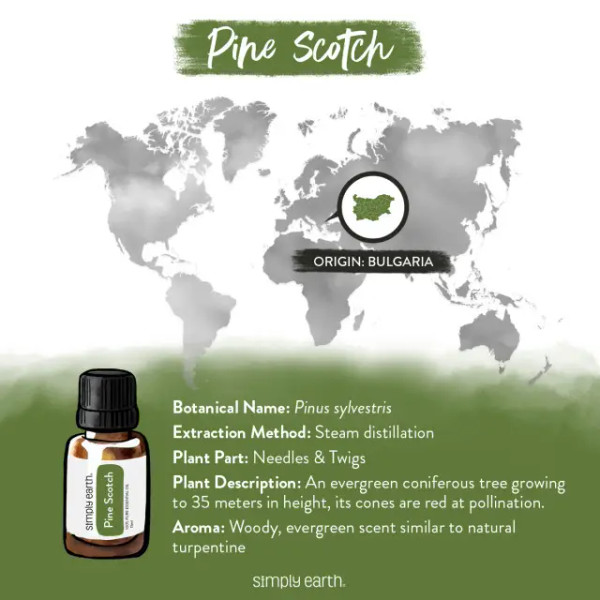 Pine Essential Oil