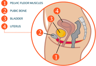 Guide To Kegels: Best Exercises And Exercisers