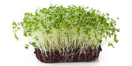 Broccoli Seeds And Their Health Benefits