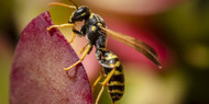 Sarah’s Health Notes: How To Treat A Wasp Sting