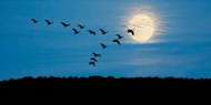 The Goose Formation