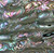 Natural Abalone Sheet 5.3/8-Inch by 9.5-Inch Green Abalone Dark