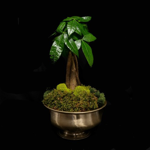 Braided Money Tree Bonsai