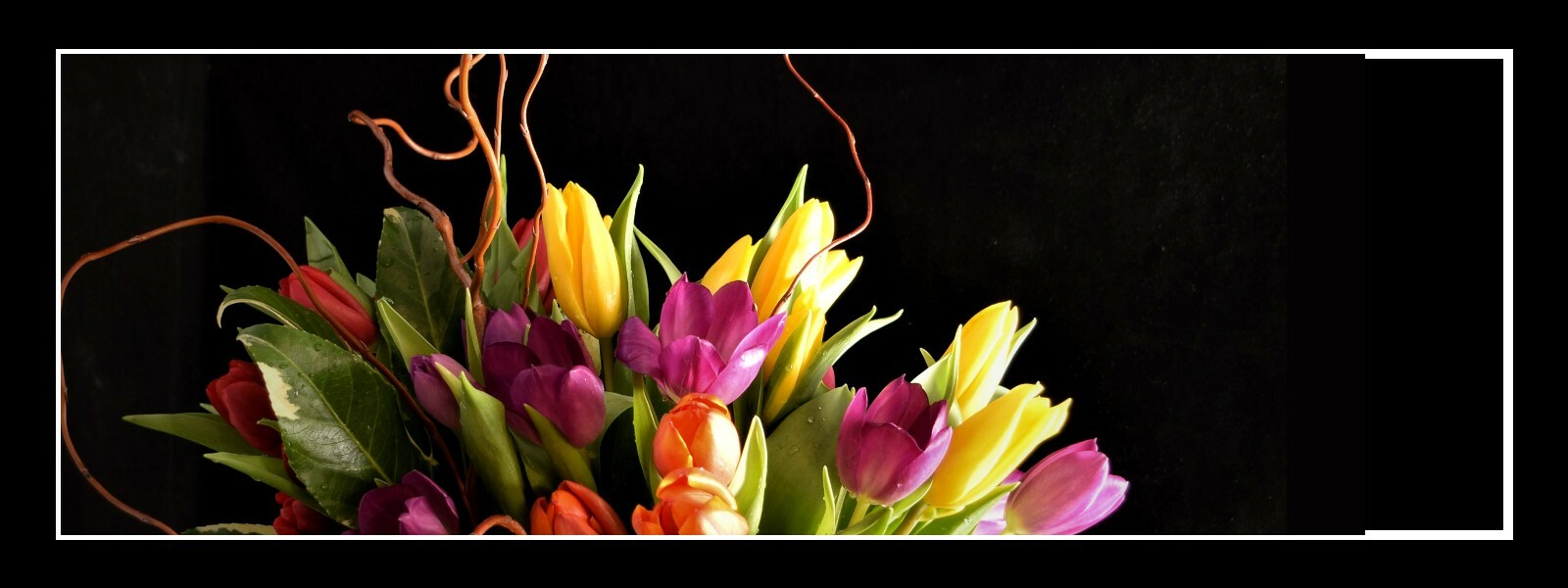 tulips-1600x600.jpg