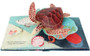 Shells: A Pop-up Book of Wonder
