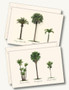 Palm Boxed Notes