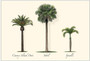 Palm Boxed Notes