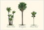Palm Boxed Notes