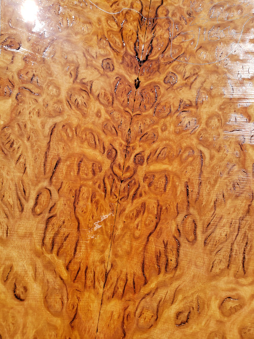  Yellow box burl A 10.10.2023 