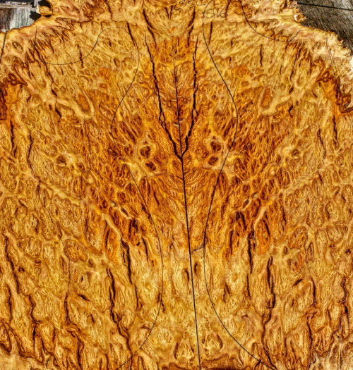Yellow box burl b 10.10.2023 