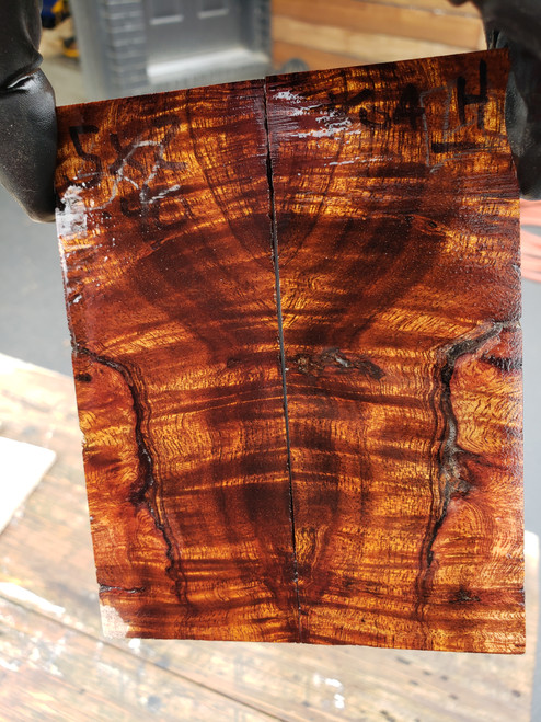 Curly Koa stabilized scales  10.18.23 H