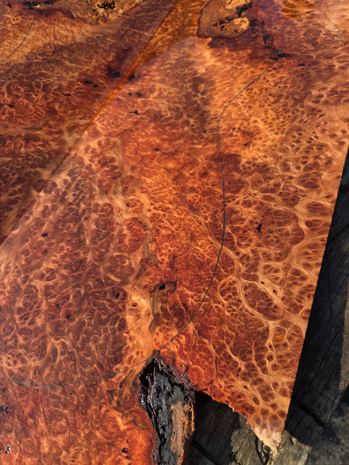Lace redwood  burl  XW XL  3.10.26.006