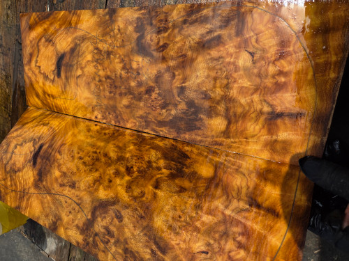 Gold Camphor burl bookmatch 7.10.26.006