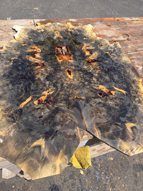 XL Buckeye burl Bookmatch  8.16.26.002