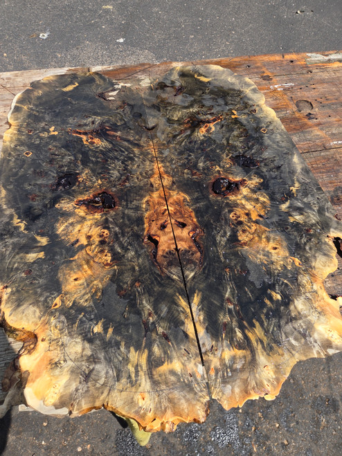 XL Buckeye burl Bookmatch  8.16.26.003
