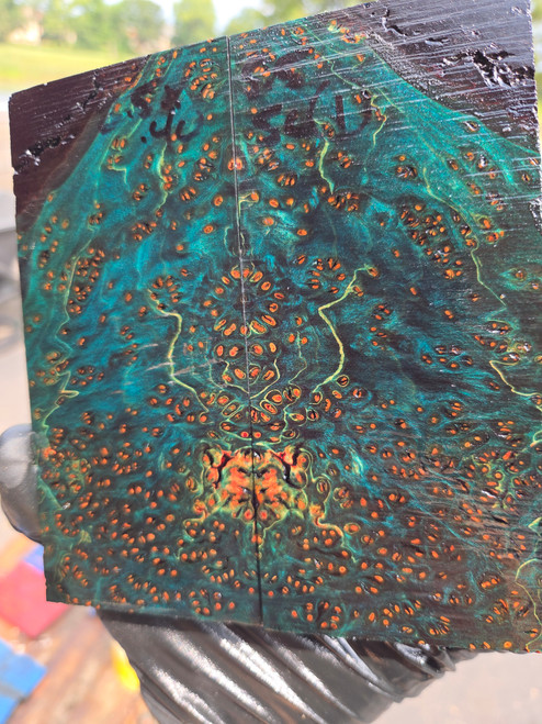 space cake burl scales  8.21.26 .001