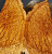 Yellow box burl b 10.10.2023 