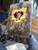 buckeye burl  stabilized scales 10.12.23  I