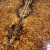  amboyna burl bookmatch A 1.13.2023
