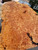 Maple burl  1pc 3  4.16.24