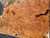 Maple burl  1pc 3  4.16.24