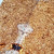 amboyna burl bookmatch C 6.24.24