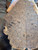 Claro burl walnut bookmatch Wal  burl 2 4.16.26