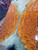 orange maple burl casted stabilized hybrid  bookmatch 11.13.24.002