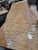 Quilted maple  1pc top  qmap 11.1.25