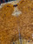 amboyna burl bookmatch 4 6.24.24