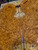 amboyna burl bookmatch 4 6.24.24