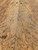 XL cocobolo spalted curly crotch bookmatch (FLV B) 11/17/25