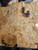 boxelder burl top  1.7.26.003