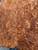 Lace redwood  burl  3 12.8.2025
