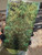 Maple Burl stabilized scales green  1.20.26.00b3 XXL