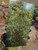 Maple Burl stabilized scales green  1.20.26.00b3 XXL