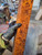 gold camphor burl peppermill blank turning spindle  H